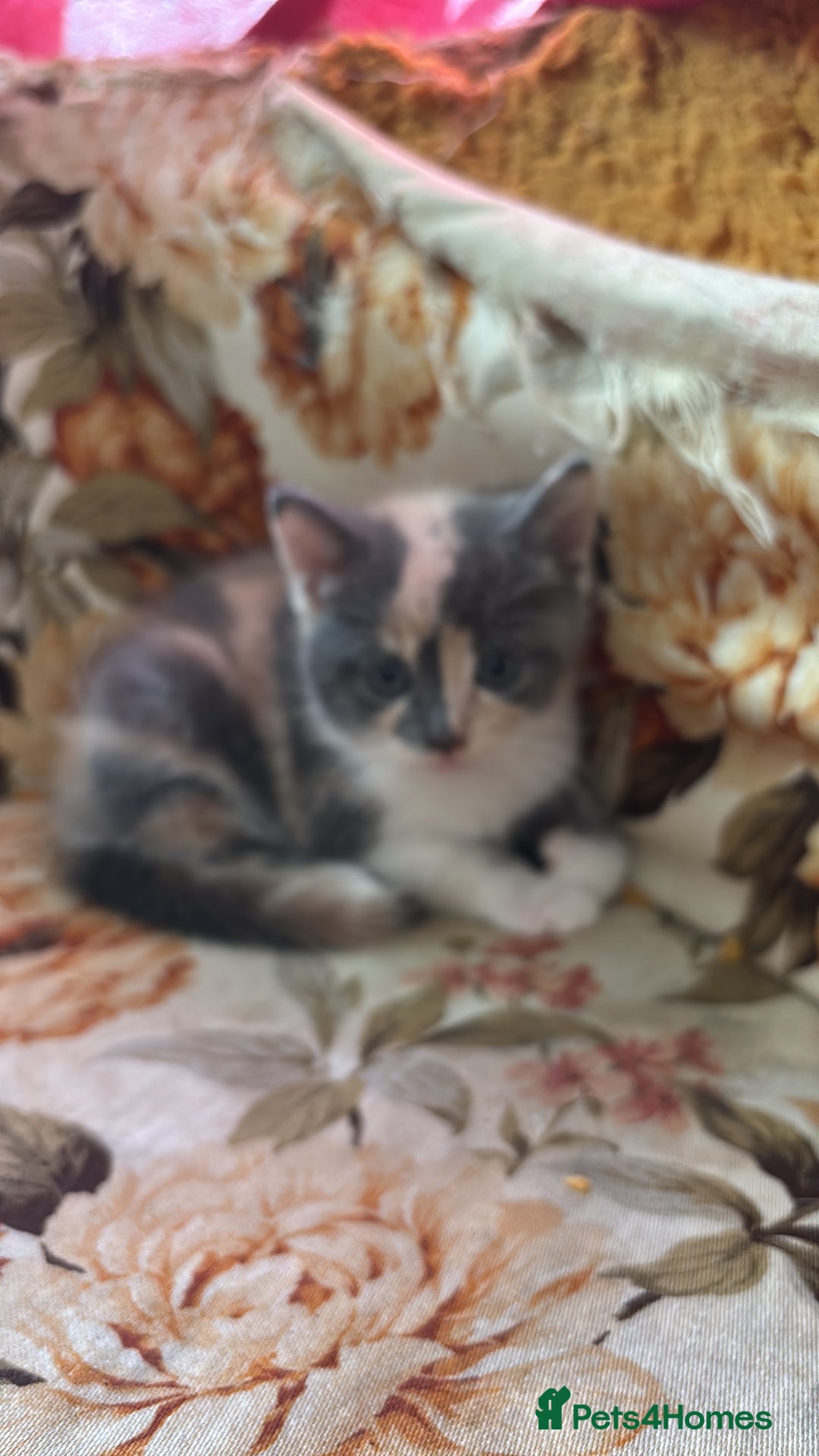 British Shorthair cats for sale: Beautiful loving kittens  - Image 6
