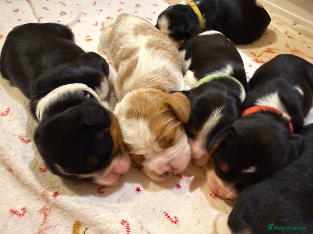 Beaglier dogs for sale: Beautiful Girl Puppies Looking for Loving Homes - Advert 16