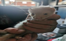 Ferret rodents for sale: Jill's  - Image 3