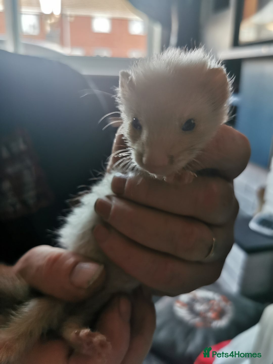Ferret rodents for sale: Jill's  - Image 3