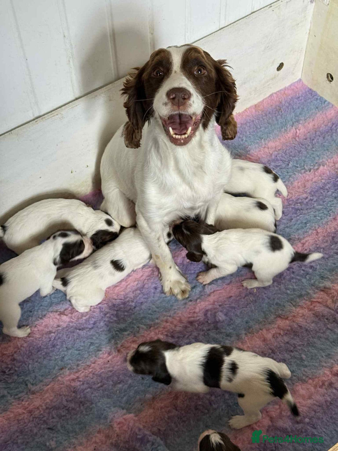 English Springer Spaniel dogs for sale: Female Springer Spaniel - Image 8