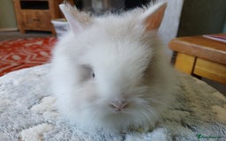 Lionhead rabbits for sale: Stunning DM Lionhead baby rabbits  - Image 6