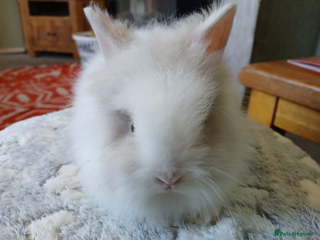 Lionhead rabbits for sale: Stunning DM Lionhead baby rabbits  - Image 6