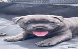 Staffordshire Bull Terrier dogs for sale: Top Quality Blue Staffordshire Bull Terriers  - Image 12