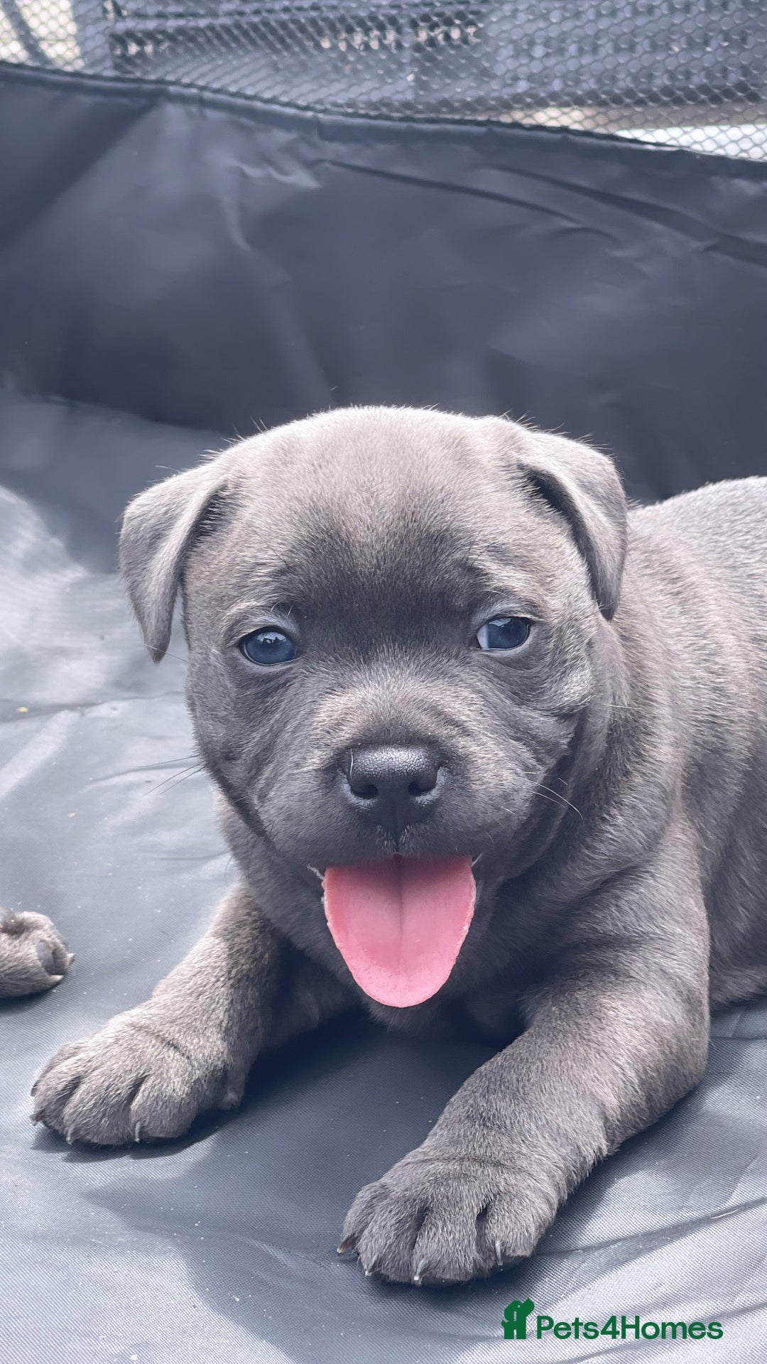 Staffordshire Bull Terrier dogs for sale: Top Quality Blue Staffordshire Bull Terriers  - Image 12