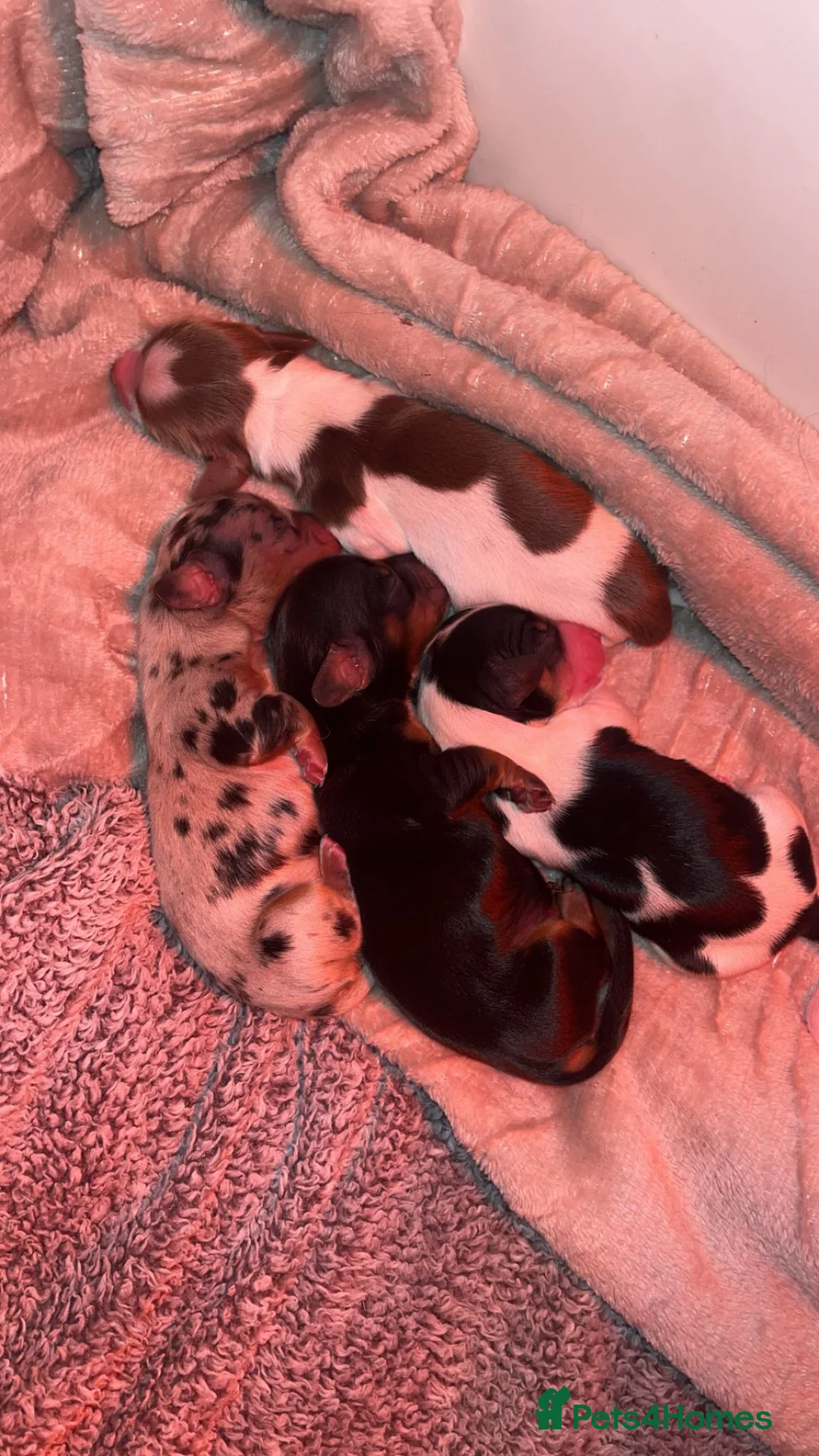 Miniature Dachshund dogs for sale: KC Reg Long-Haired Miniature Dachshund Puppies  - Advert 15