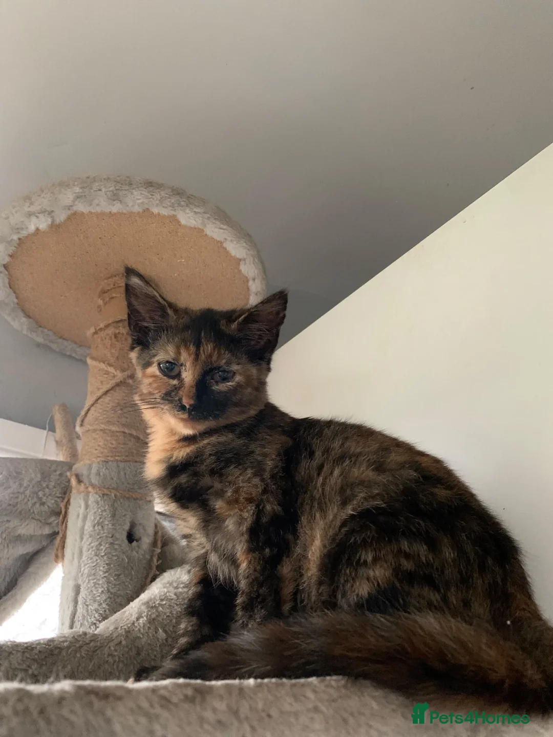Mixed Breed cats for sale: Adorable kittens - Advert 2