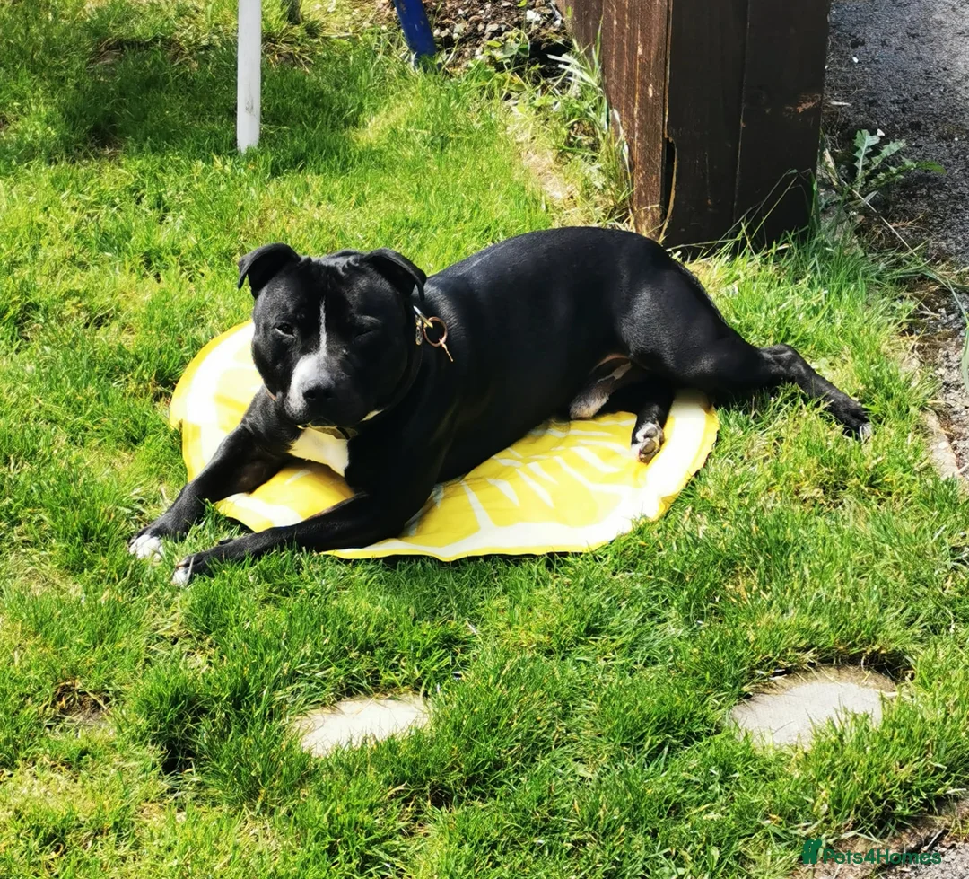 Staffordshire Bull Terrier dogs for sale: Orion Looking For His Forever Home - Advert 6