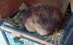 Mini Lop rabbits for sale: Mini lop rabbit - Image 4