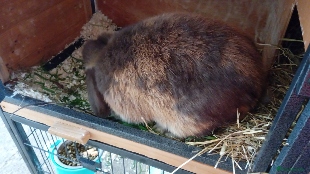 Mini Lop rabbits for sale: Mini lop rabbit - Image 4