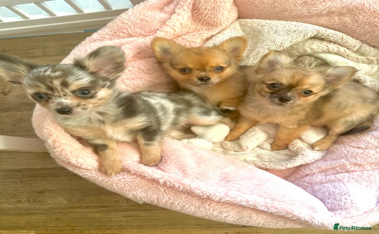 Chihuahua dogs Merle Chihuahua Puppies Longhaired Apple-head - Advert 1