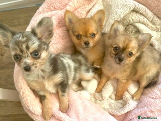 Chihuahua dogs Merle Chihuahua Puppies Longhaired Apple-head - Advert 1