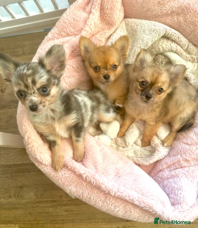 Chihuahua dogs Merle Chihuahua Puppies Longhaired Apple-head - Advert 1