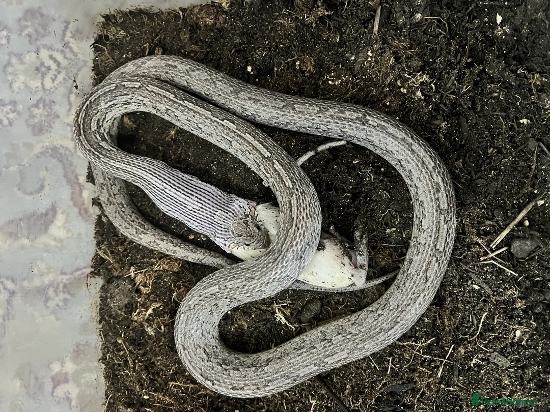 Corn Snake reptiles for sale: Rare morph corn snake - Advert 3