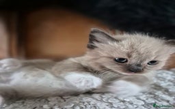 Ragdoll cats for sale: Quality Ragdoll Kittens - Image 5