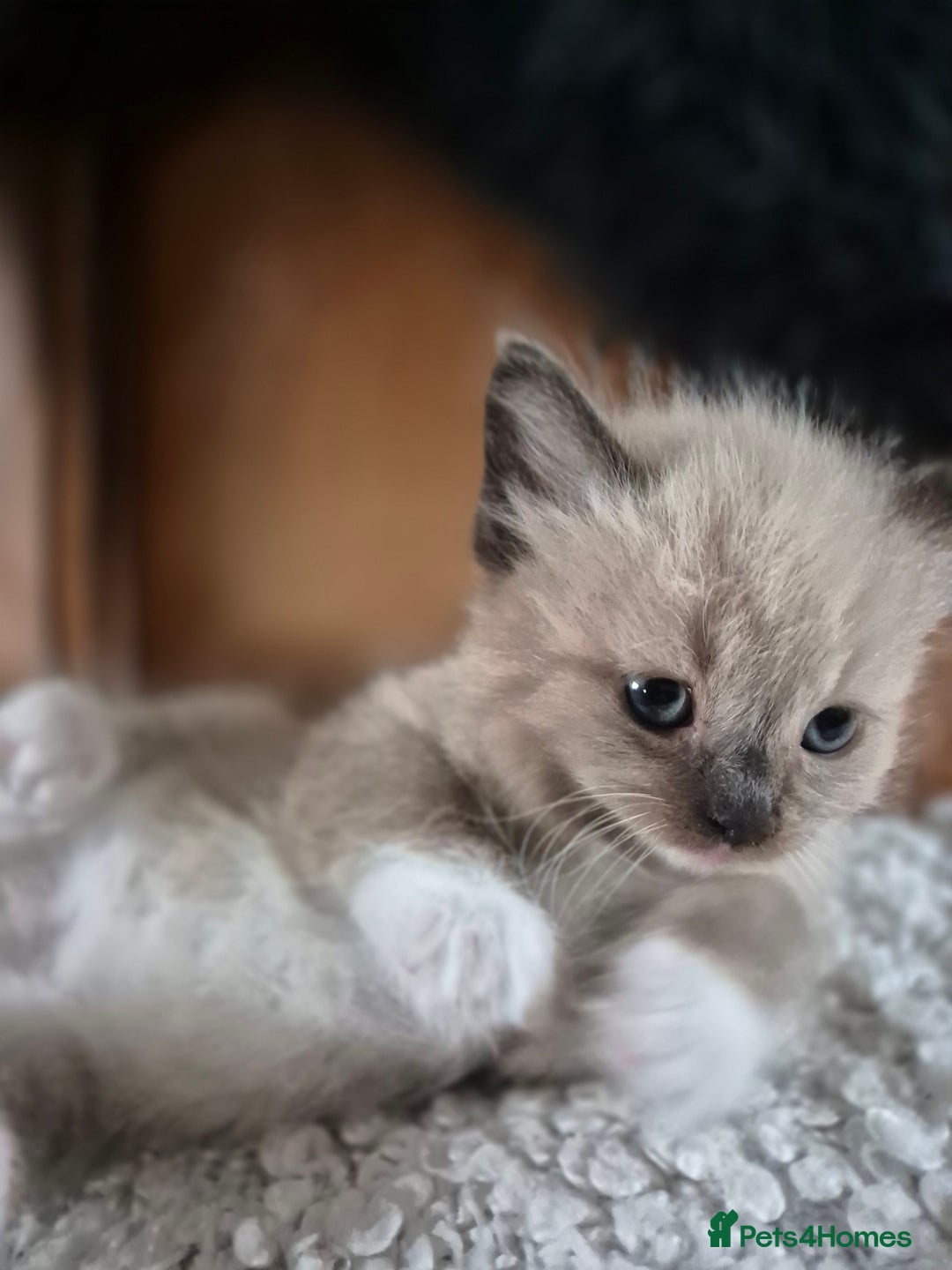 Ragdoll cats for sale: Quality Ragdoll Kittens - Image 5