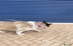 Akita dogs for sale: Nazzar - Image 5