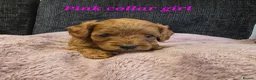 Cavapoo dogs for sale: F1b health tested fox red cavapoo puppies  - Advert 13
