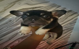 French Bulldog dogs for sale: Pedagree & KC registered French bulldog - Image 19