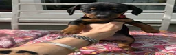 Dachshund dogs for sale: Adorable litter of dachshund cross Jack Russel  - Advert 20