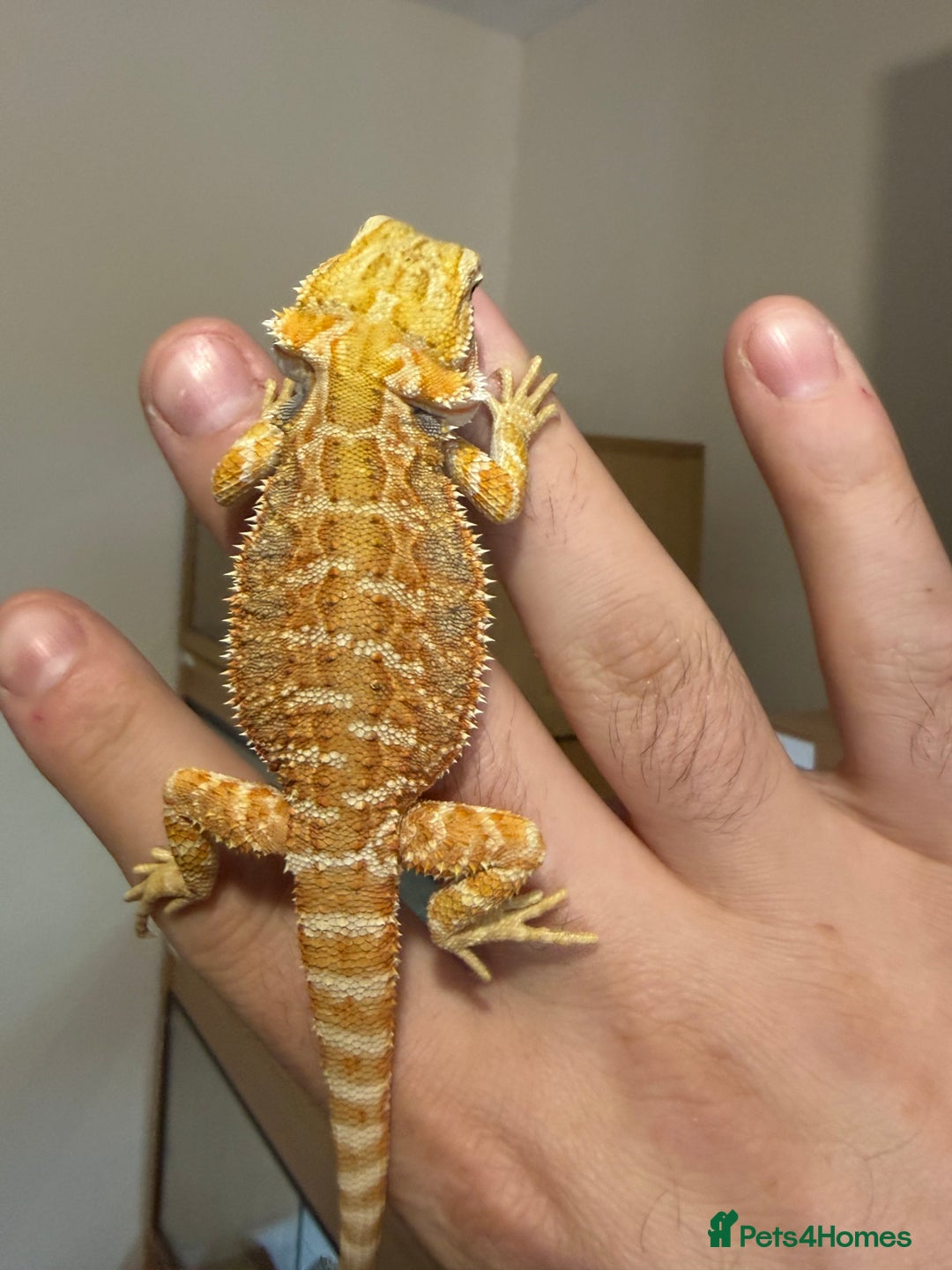 Bearded Dragon reptiles for sale: Last 3 baby dragons AVAILABLE NOW  - Image 7