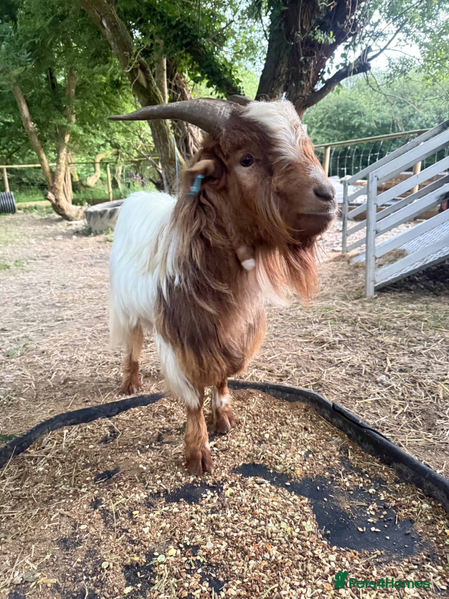 Goats livestock for sale: Gorgeous proven Billy Pygmy goat  - Advert 1