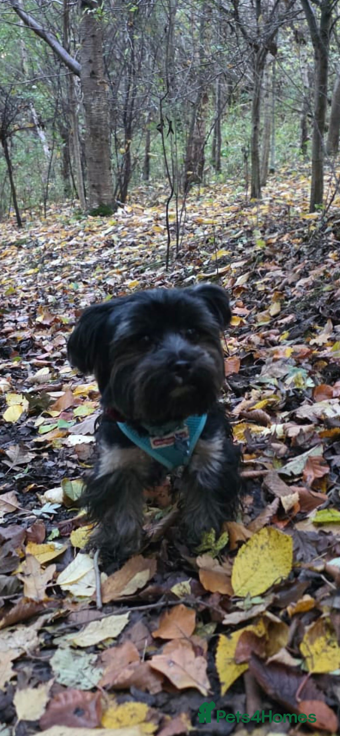 Yorkshire Terrier dogs for sale: Yorkshire terrier  - Advert 15