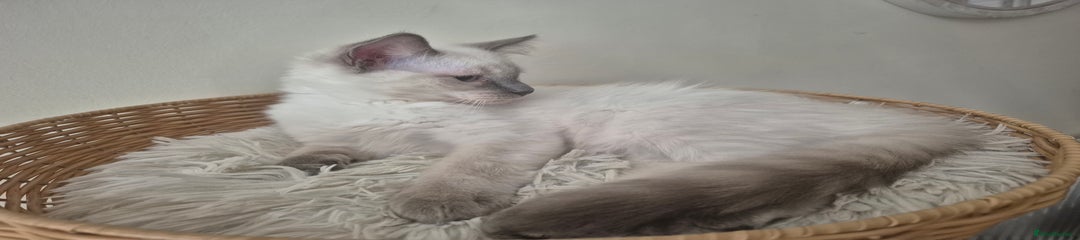 Ragdoll Kitten 1