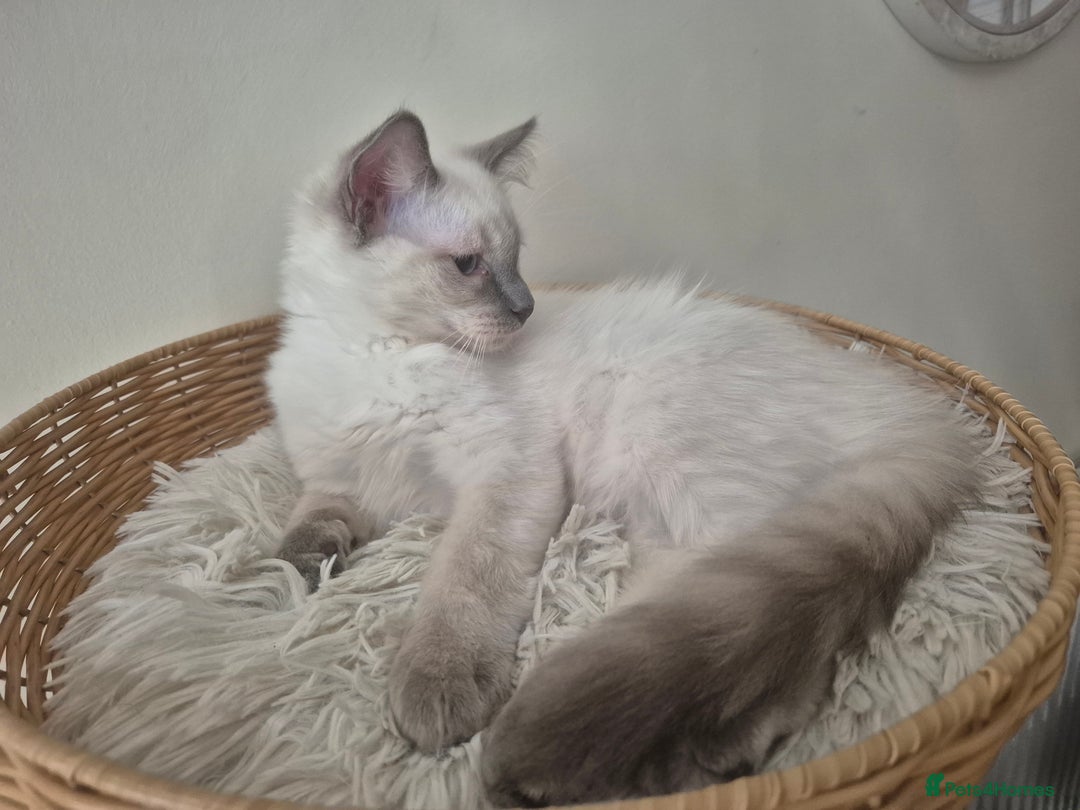 Ragdoll cats for sale: 4 energetic ragdoll fluffballs  - Image 2