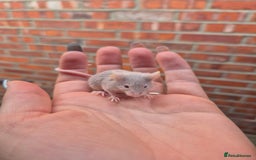 Mouse rodents for sale: Fancy mice for sale - Image 7