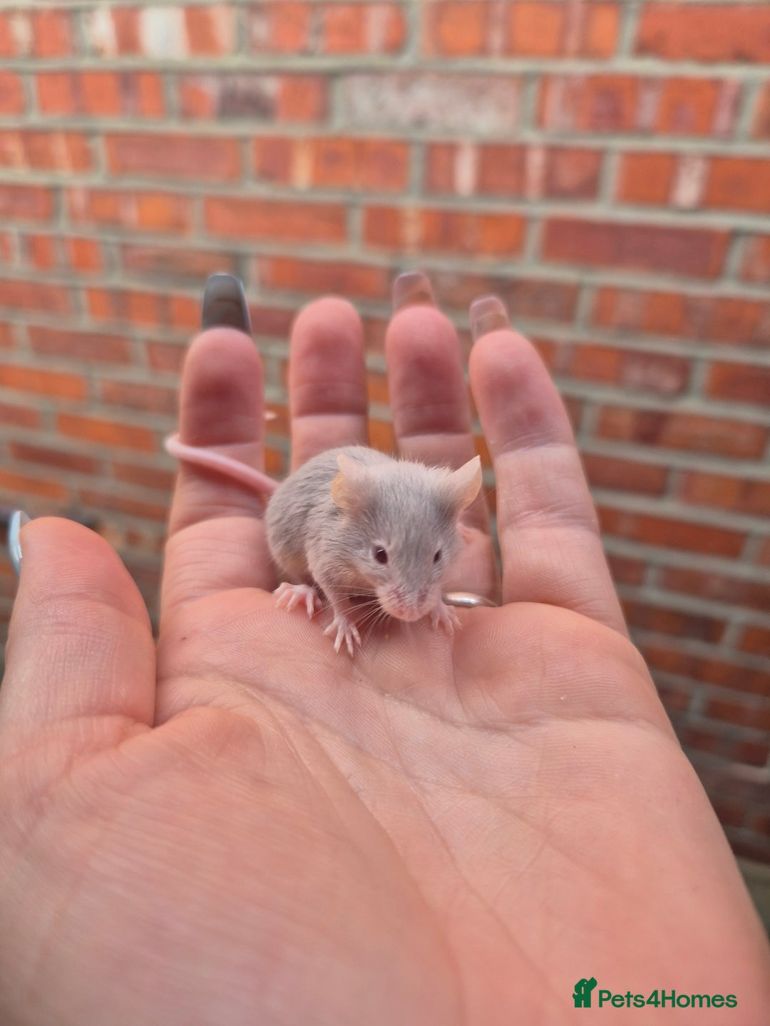 Mouse rodents for sale: Fancy mice for sale - Image 7