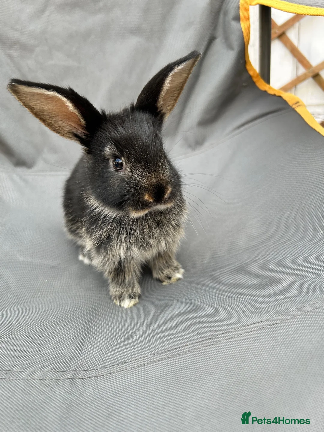 Mini Lop rabbits for sale: Holland mini lops  in Nottingham - Advert 2