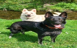 German Shepherd dogs for sale: Stunning litter of German shepherd puppies   - Image 17