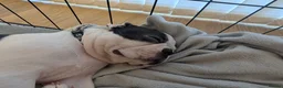 Boston Terrier dogs for sale: Boston Terrier Puppies  - Advert 20