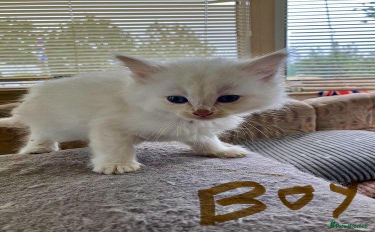 Ragdoll cats - Advert 2