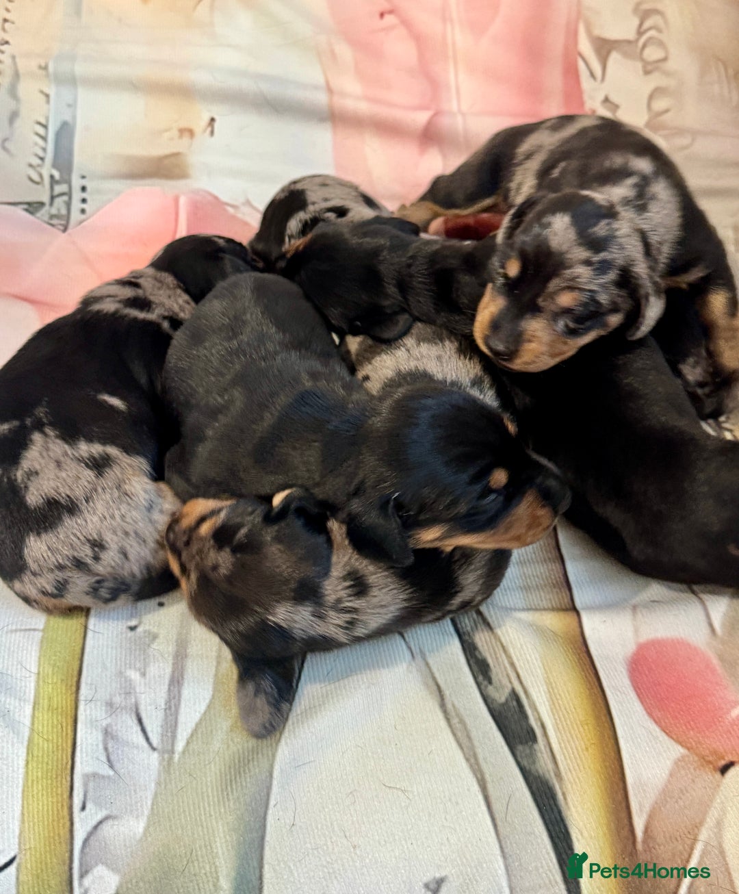 Dachshund dogs for sale: Pedigree Dachshund puppies PRA clear health tested - Image 12