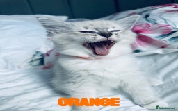 Ragdoll cats for sale: 4 Adorable kittens for sale 🩵🩵 - Image 12