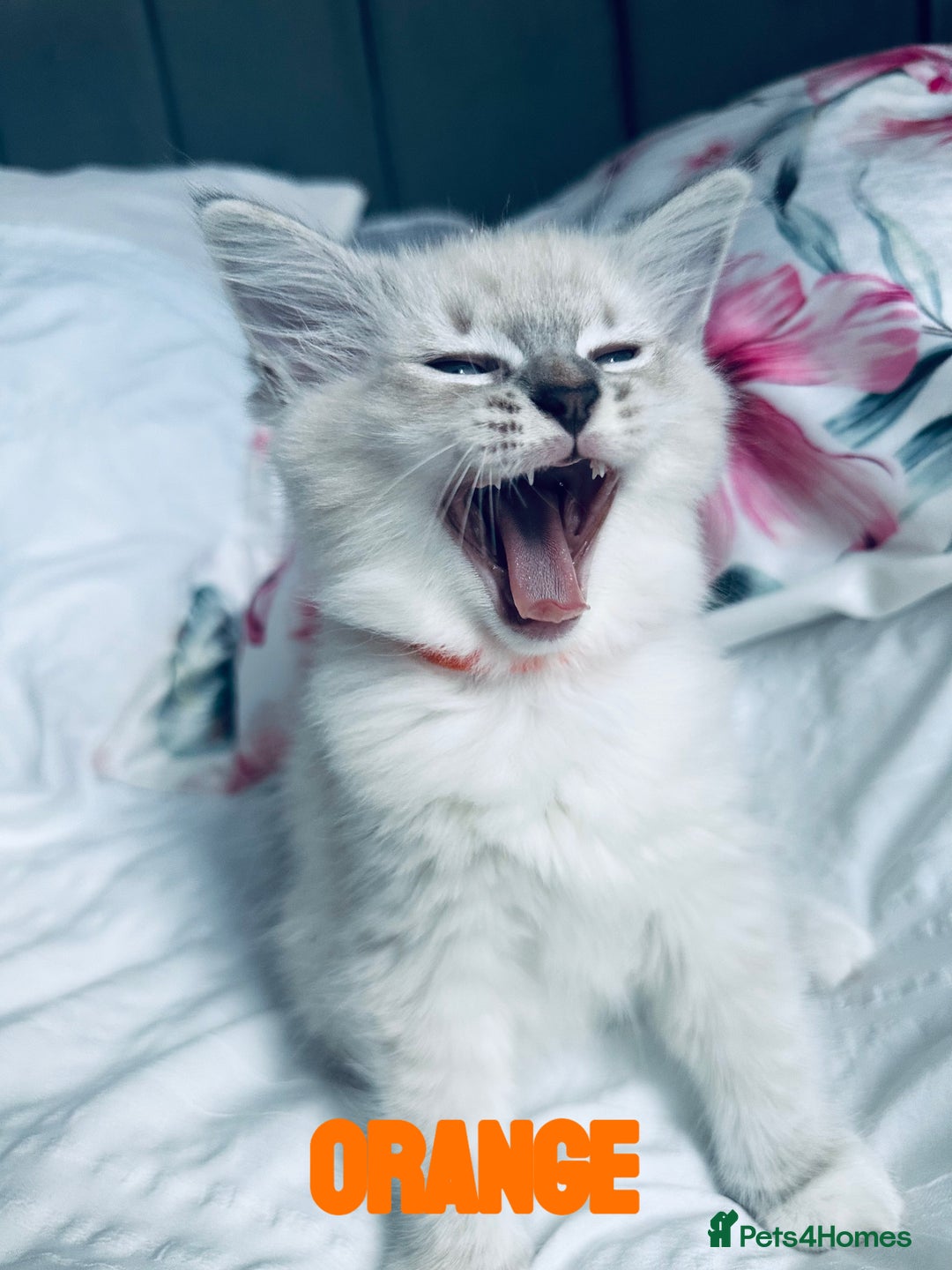 Ragdoll cats for sale: 4 Adorable kittens for sale 🩵🩵 - Image 12