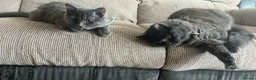 British Longhair cats for sale: 3 kittens girls for sale  - Advert 4