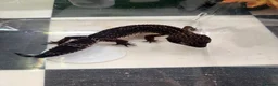 Leopard Gecko reptiles for sale: Mixed baby Leopard Geckos & 1 Black night - Advert 25
