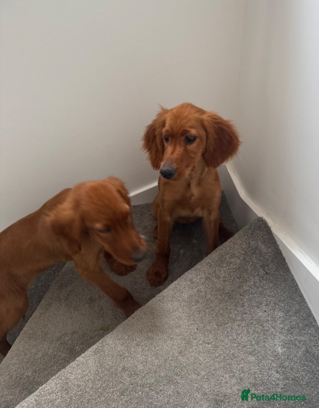 Irish Setter dogs for sale: Irish Setter DOG Pup - KC reg £1050 in Huddersfield - Image 2
