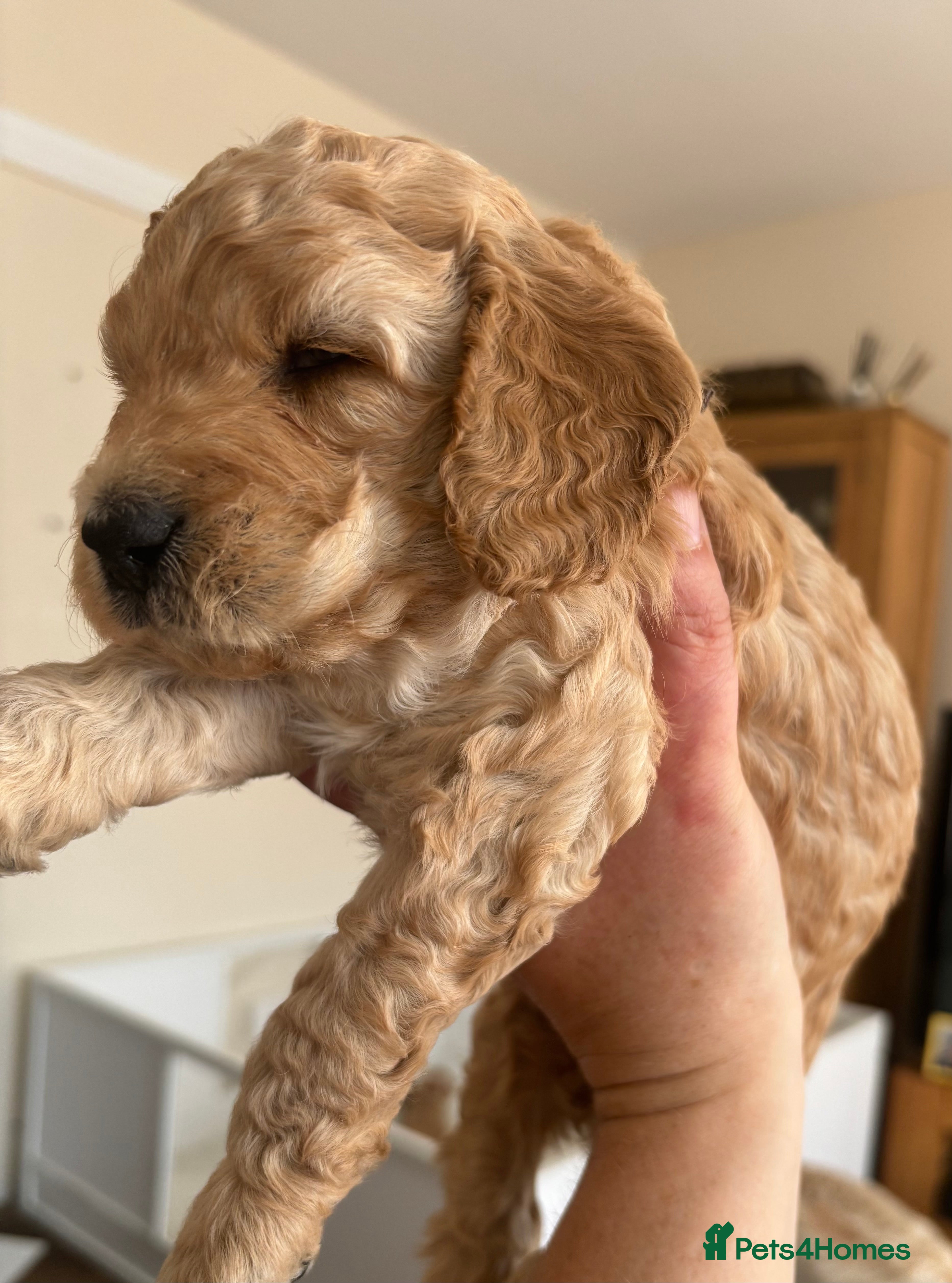 Cockapoo dogs Leicestershire Cockapoos Exten DNA&Genetic Tested  - Advert 2