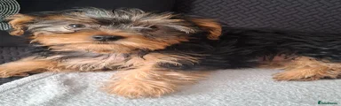 Yorkshire Terrier 1