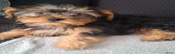 Yorkshire Terrier dogs for sale: Beautiful Girl Yorkshire Terrier - Advert 3