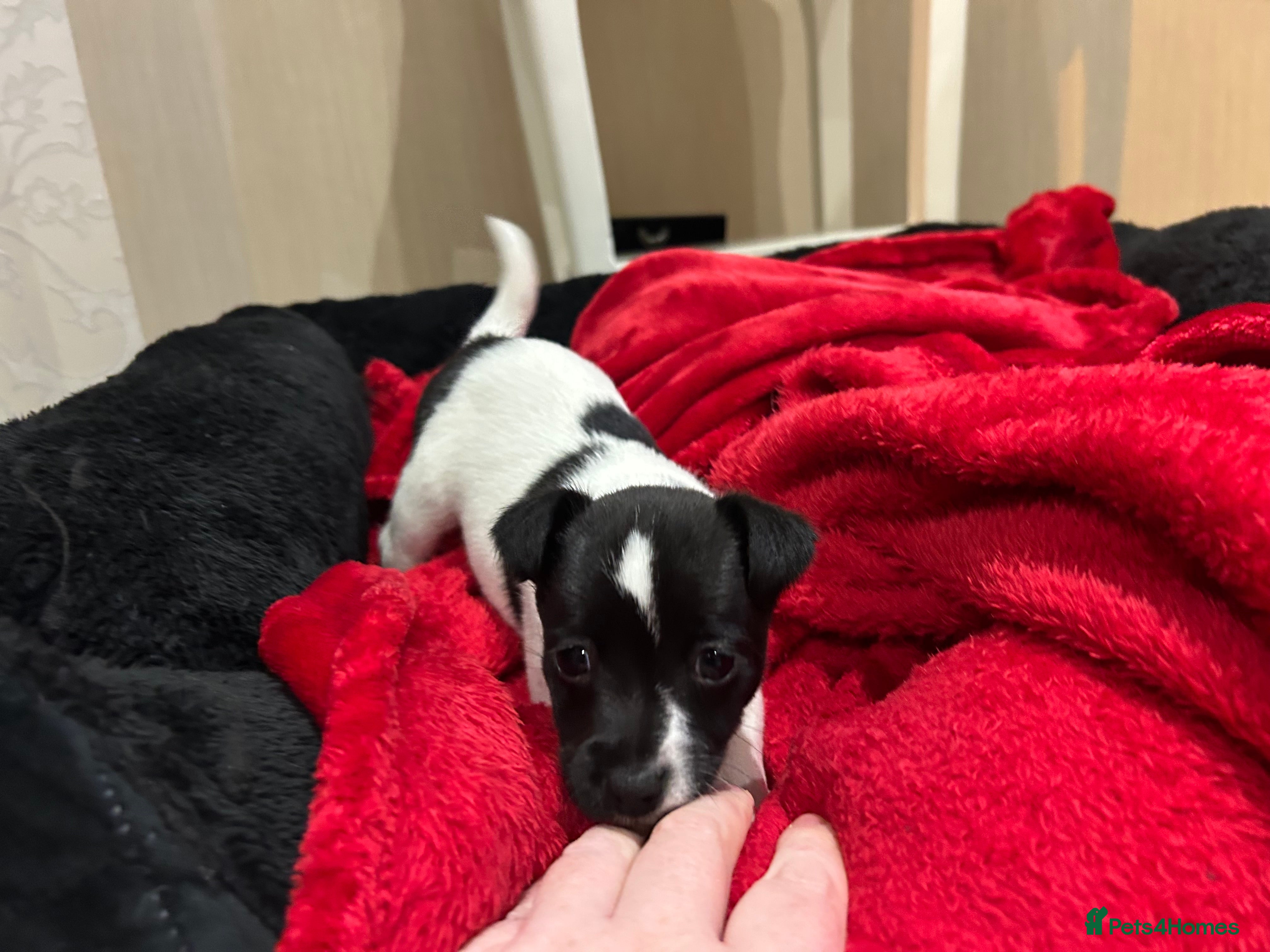 Jack Russell dogs Jack Russell puppies  - Advert 4