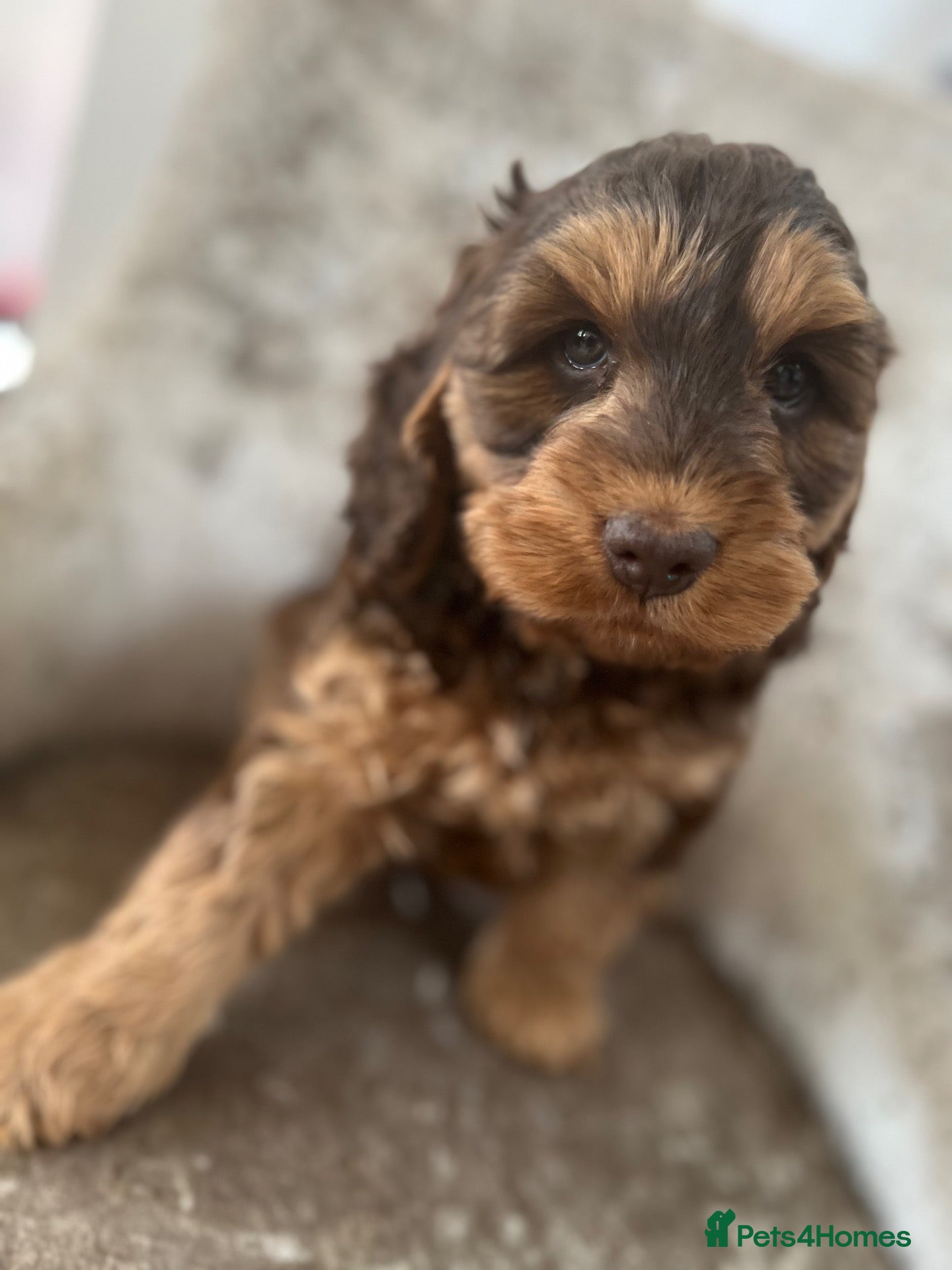 Cockapoo dogs F1 Cockapoo’s Health tested parents - Advert 2