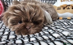 Shih Tzu dogs for sale: Exquisite KC Doll Faced LILAC BOY Imperial 🎀 - Image 9