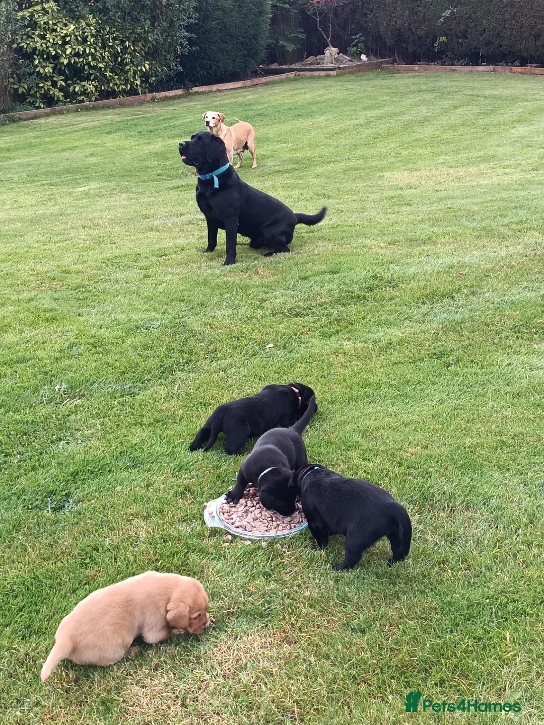 Labrador Retriever dogs for sale: Chunky labrador puppies for sale - Advert 2