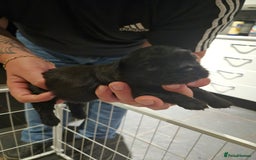 French Bulldog dogs for sale: 3 female french bulldogs - Advert 12