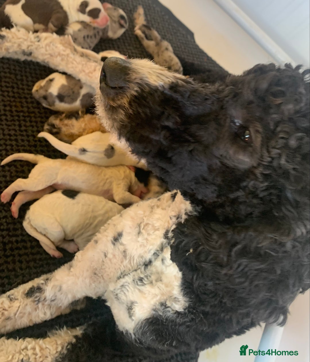 Sheepadoodle dogs for sale: Medium Size Sheepadoodle F1b.  - Advert 3